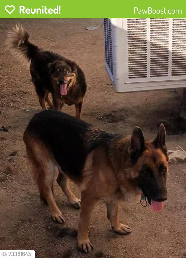Reunited Unknown Dog last seen Ave r -8 and 12th st east, Palmdale, CA 93551