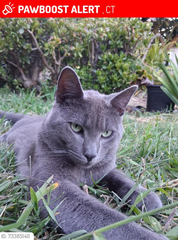 Lost Male Cat last seen Sundale dr, Blis ct, coco palm, Oakville, CT 06779
