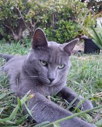 Lost Male Cat last seen Sundale dr, Blis ct, coco palm, Oakville, CT 06779