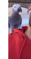 Lost Female Bird last seen Hering ave, The Bronx, NY 10461