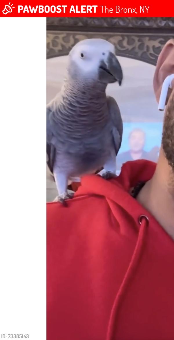 Lost Female Bird last seen Hering ave, The Bronx, NY 10461