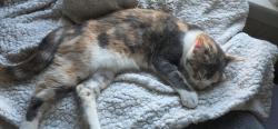 Reunited Female Cat last seen 205st on perry, The Bronx, NY 10467