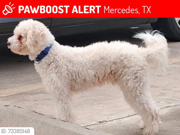 Lost Male Dog last seen Near N Texas Ave Mercedes, TX 78570 United States, Mercedes, TX 78570