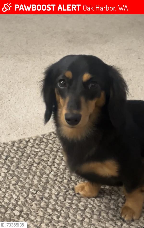 Lost Female Dog last seen N oak harbor st, Oak Harbor, WA 98277