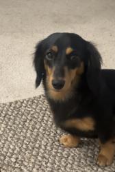 Lost Female Dog last seen N oak harbor st, Oak Harbor, WA 98277