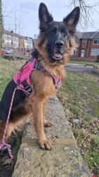 Lost Female Dog last seen Chester, Chester, England 