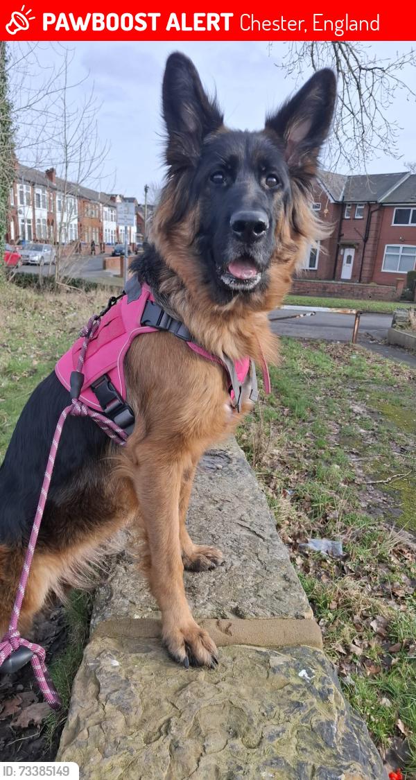 Lost Female Dog last seen Chester, Chester, England 