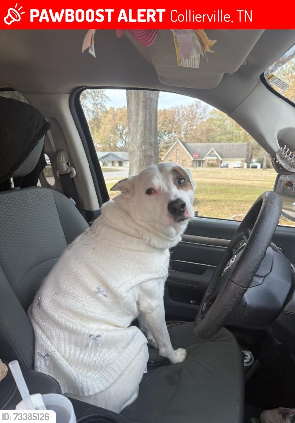 Lost Female Dog last seen Hwy.72 Veterans office., Collierville, TN., Collierville, TN 38017