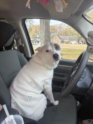Lost Female Dog last seen Hwy.72 Veterans office., Collierville, TN., Collierville, TN 38017