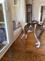 Found/Stray Male Dog last seen East hills drive and Flemming Ave, San Jose, CA 95127