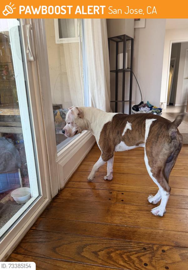 Found/Stray Male Dog last seen East hills drive and Flemming Ave, San Jose, CA 95127