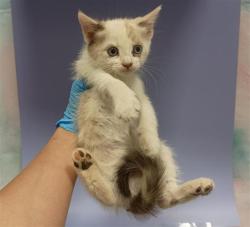 Shelter Stray Female Cat last seen CSURI ST / ELLIOT SPRINGS DR, 9150 Union Park Way, Elk Grove, CA 95624, USA