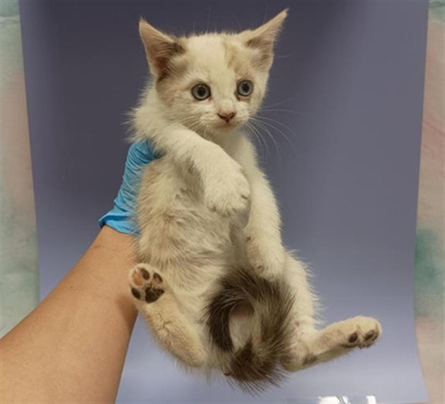 Shelter Stray Female Cat last seen CSURI ST / ELLIOT SPRINGS DR, 9150 Union Park Way, Elk Grove, CA 95624, USA