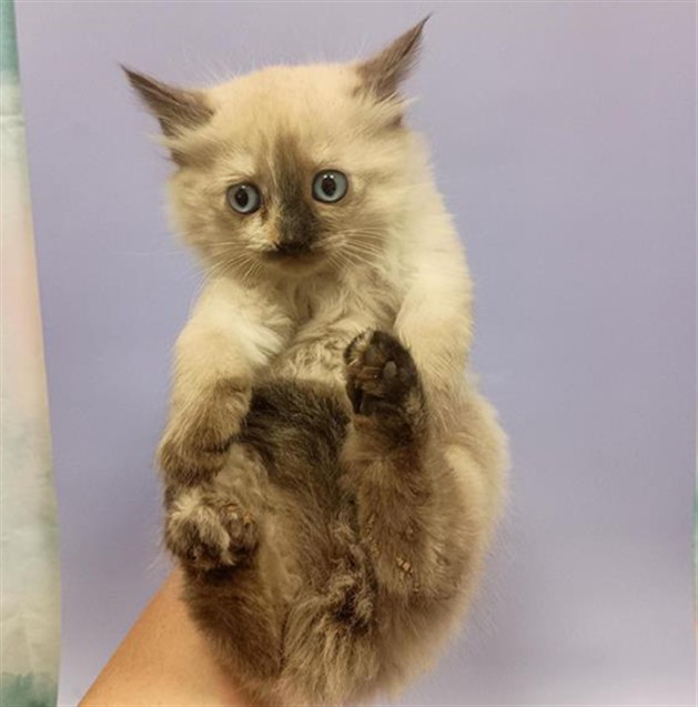 Shelter Stray Female Cat last seen CSURI ST / ELLIOT SPRINGS DR, 9150 Union Park Way, Elk Grove, CA 95624, USA