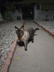 Found/Stray Male Cat last seen Central and buckeye rd, Phoenix, AZ 85003