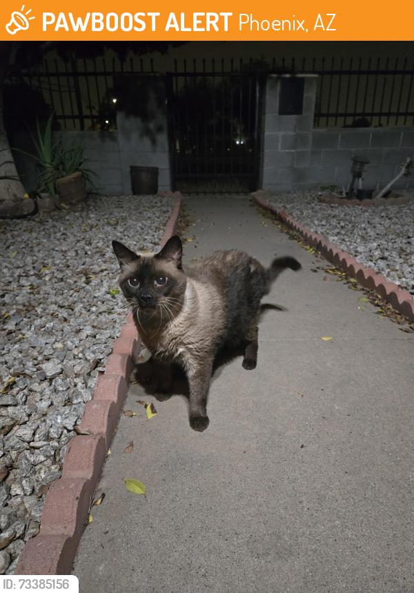 Found/Stray Male Cat last seen Central and buckeye rd, Phoenix, AZ 85003