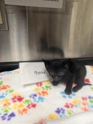 Shelter Stray Male Cat last seen KIEFER BLVD/BRADSHAW RD, 95827, 3839 Bradshaw Rd, Sacramento, CA 95827, USA