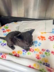 Shelter Stray Male Cat last seen KIEFER BLVD/BRADSHAW RD, 95827, 3839 Bradshaw Rd, Sacramento, CA 95827, USA