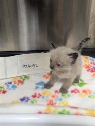 Shelter Stray Female Cat last seen KIEFER BLVD/BRADSHAW RD, 95827, 3839 Bradshaw Rd, Sacramento, CA 95827, USA