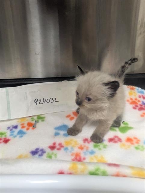 Shelter Stray Female Cat last seen KIEFER BLVD/BRADSHAW RD, 95827, 3839 Bradshaw Rd, Sacramento, CA 95827, USA