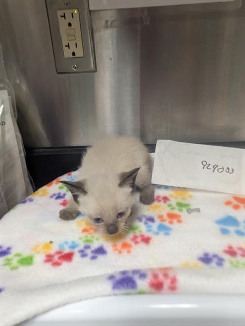 Shelter Stray Male Cat last seen KIEFER BLVD/BRADSHAW RD, 95827, 3839 Bradshaw Rd, Sacramento, CA 95827, USA