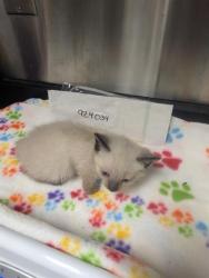 Shelter Stray Male Cat last seen KIEFER BLVD/BRADSHAW RD, 95827, 3839 Bradshaw Rd, Sacramento, CA 95827, USA