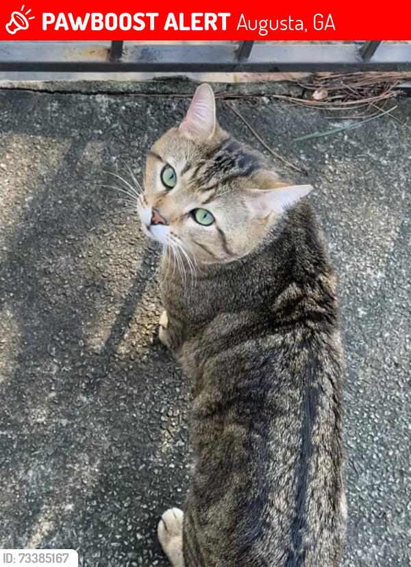 Lost Male Cat last seen Wheeler rd, Augusta, GA 30909