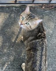 Lost Male Cat last seen Wheeler rd, Augusta, GA 30909