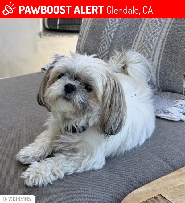 Lost Female Dog last seen Near Campbell Street, Glendale CA 91207, Glendale, CA 91207
