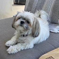 Lost Female Dog last seen Near Campbell Street, Glendale CA 91207, Glendale, CA 91207