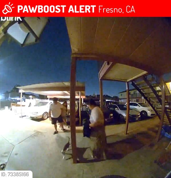 Lost Female Cat last seen Hunighnton and inyo on backer, Fresno, CA 93702
