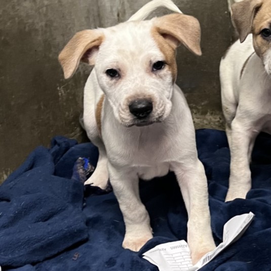 Shelter Stray Male Dog last seen , 1850 W 60th St, Los Angeles, CA 90047, USA
