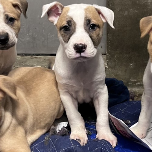 Shelter Stray Male Dog last seen , 1850 W 60th St, Los Angeles, CA 90047, USA