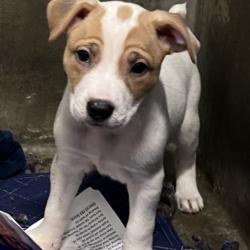 Shelter Stray Female Dog last seen , 1850 W 60th St, Los Angeles, CA 90047, USA