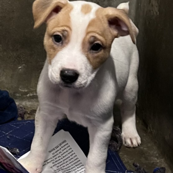 Shelter Stray Female Dog last seen , 1850 W 60th St, Los Angeles, CA 90047, USA