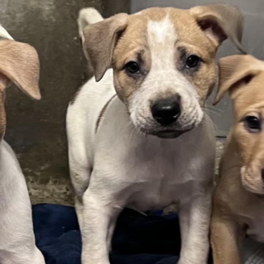 Shelter Stray Female Dog last seen , 1850 W 60th St, Los Angeles, CA 90047, USA