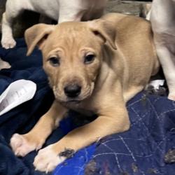 Shelter Stray Male Dog last seen , 1850 W 60th St, Los Angeles, CA 90047, USA