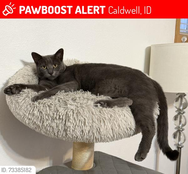 Lost Female Cat last seen Ustick and Lonkey, Caldwell, ID 83607