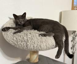 Lost Female Cat last seen Ustick and Lonkey, Caldwell, ID 83607