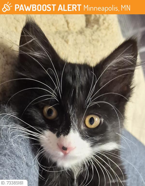 Found/Stray Male Cat last seen East 57th St & 31st Ave S, Minneapolis, MN 55417