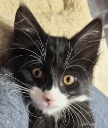 Found/Stray Male Cat last seen East 57th St & 31st Ave S, Minneapolis, MN 55417