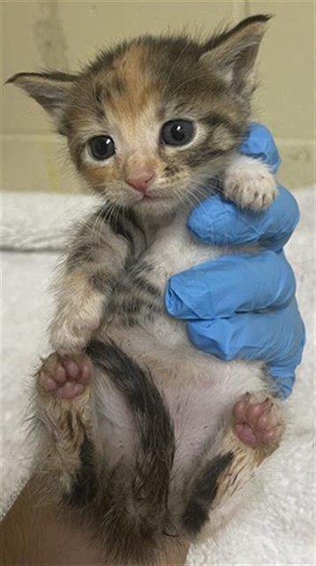 Shelter Stray Female Cat last seen DANVILLE WAY & KINNAIRD WAY, 2127 Front St, Sacramento, CA 95818, USA