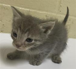 Shelter Stray Female Cat last seen DANVILLE WAY & KINNAIRD WAY, 2127 Front St, Sacramento, CA 95818, USA