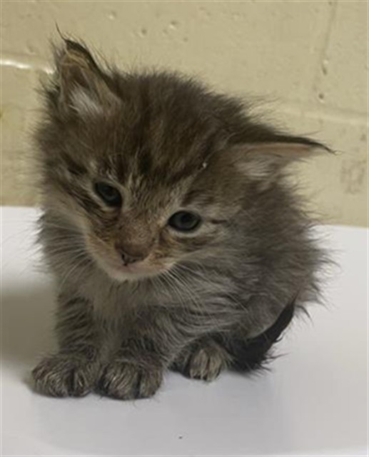 Shelter Stray Female Cat last seen DANVILLE WAY & KINNAIRD WAY, 2127 Front St, Sacramento, CA 95818, USA