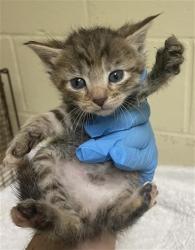 Shelter Stray Female Cat last seen DANVILLE WAY & KINNAIRD WAY, 2127 Front St, Sacramento, CA 95818, USA