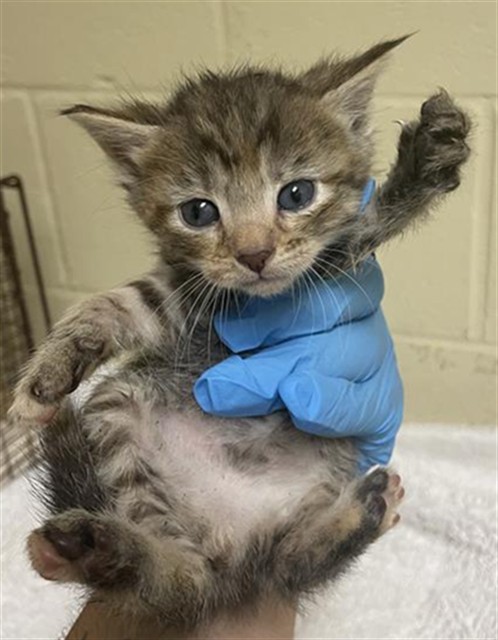 Shelter Stray Female Cat last seen DANVILLE WAY & KINNAIRD WAY, 2127 Front St, Sacramento, CA 95818, USA