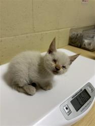 Shelter Stray Female Cat last seen NORTH AVE & BRANCH ST, 2127 Front St, Sacramento, CA 95818, USA