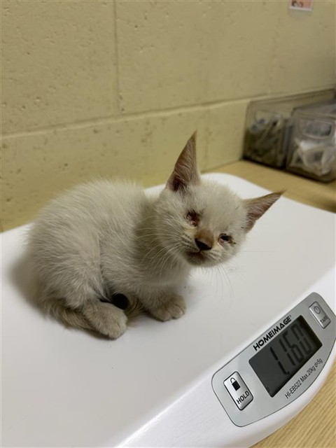 Shelter Stray Female Cat last seen NORTH AVE & BRANCH ST, 2127 Front St, Sacramento, CA 95818, USA