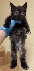 Shelter Stray Female Cat last seen REVERE ST & MUIR WAY, 2127 Front St, Sacramento, CA 95818, USA