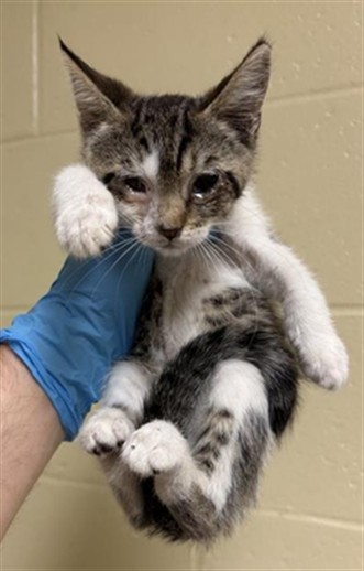 Shelter Stray Female Cat last seen HARRIS AVE & KNIGHTLINGER ST, 2127 Front St, Sacramento, CA 95818, USA